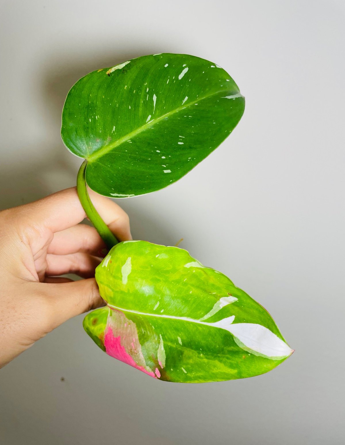 Philodendron White Princess with Pink Tricolor Cutting