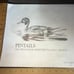 Ken Carlson 1982 Duck Print Signed & Numbered