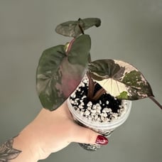 Pink Serendipity Alocasia