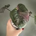 Pink Serendipity Alocasia