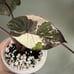 Pink Serendipity Alocasia