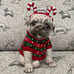 NEW Blue Sky Ceramic Christmas Pug in Red & Green Sweater approx 10” tall