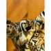 La Vie ceramic mother giraffe patchwork design safari animal prints 1980s 11