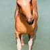 Breyer American Paint Horse 1147 San Domingo Dun Tobiano Pinto 2000-2002