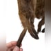 Vintage Brown Fur Mink Scarf