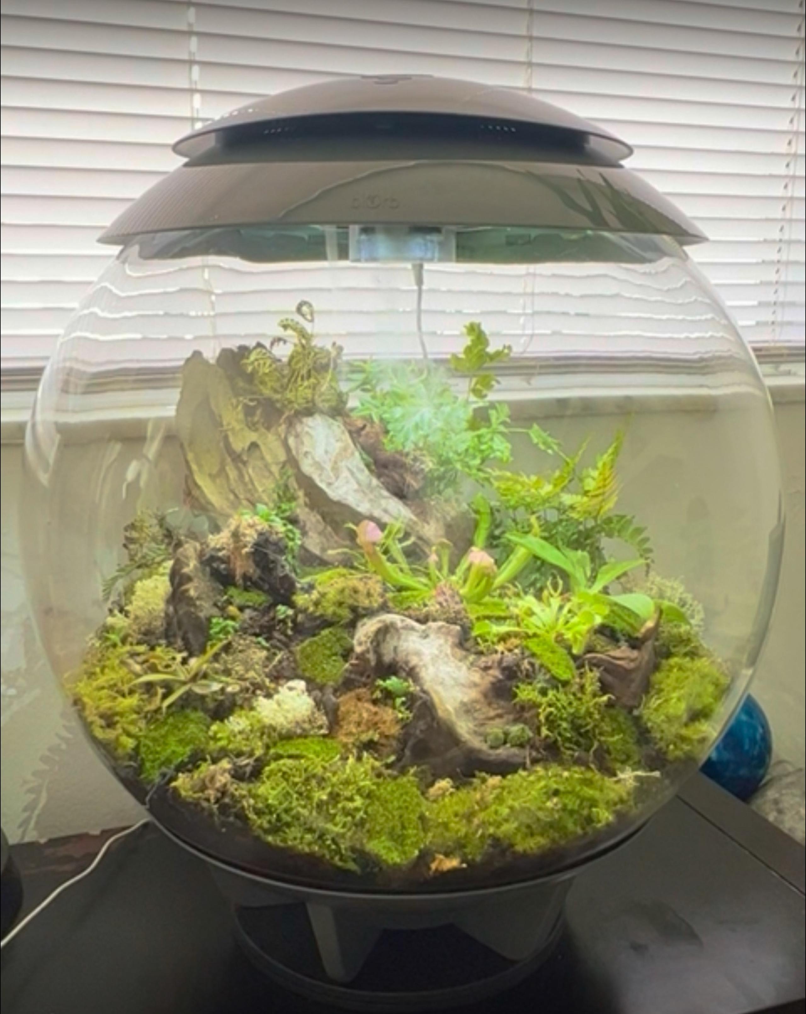BIORB Terrarium white self sustaining misting system