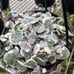 Variegated string of hearts