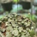 Variegated string of hearts