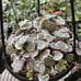 Variegated string of hearts