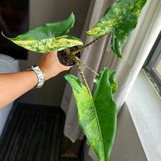 Alocasia Zebrina Dwarf Aurea CORM A