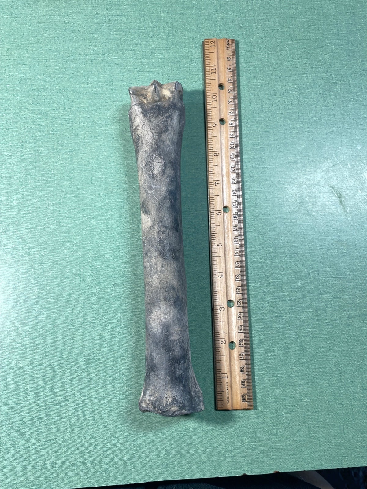 Fossilized Horse Tibia