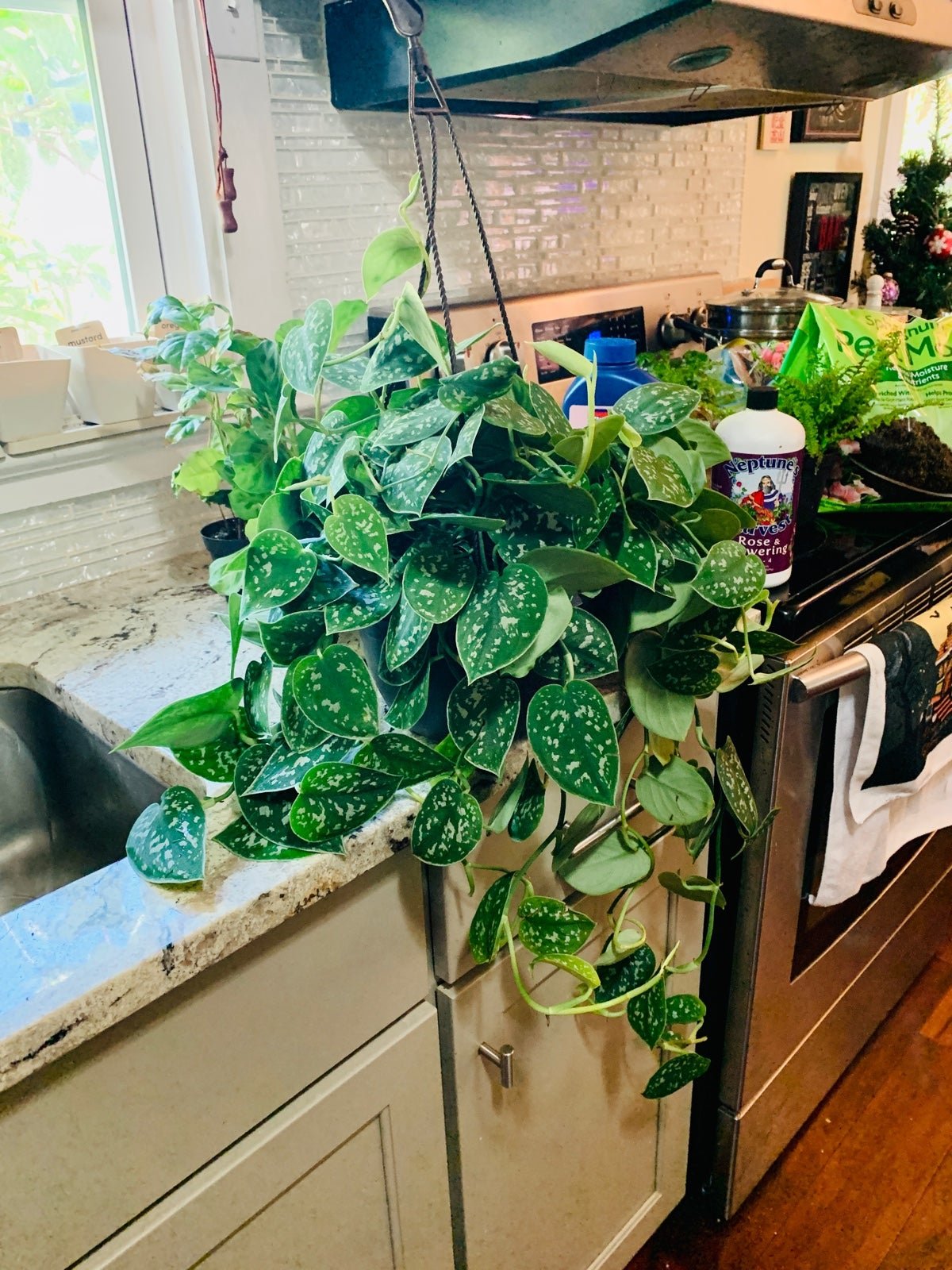 Large Silver Pothos in a hanging basket- 6 inch basket-large