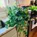 Large Silver Pothos in a hanging basket- 6 inch basket-large