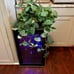 Large Silver Pothos in a hanging basket- 6 inch basket-large