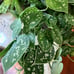 Large Silver Pothos in a hanging basket- 6 inch basket-large