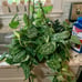 Large Silver Pothos in a hanging basket- 6 inch basket-large