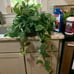 Large Silver Pothos in a hanging basket- 6 inch basket-large