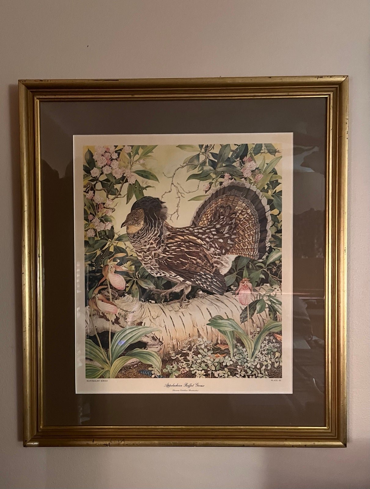 Sallie Ellington Middleton signed & numbered Appalachian Ruffed Grouse Print