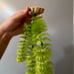 Betta Fish Heater, Supplies, Decor