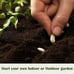 Plant Seeds 10 Kit Non-GMO Growing into Thyme, Lavender, Chamomile, Dill, Chives