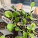 Plant Seeds 10 Kit Non-GMO Growing into Thyme, Lavender, Chamomile, Dill, Chives