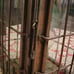 Antique Brass Caged Chief Light No.3509 Great Britain 1935 Nautical Lantern