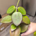 HOYA IDAHO MB1438