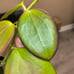HOYA IDAHO MB1438