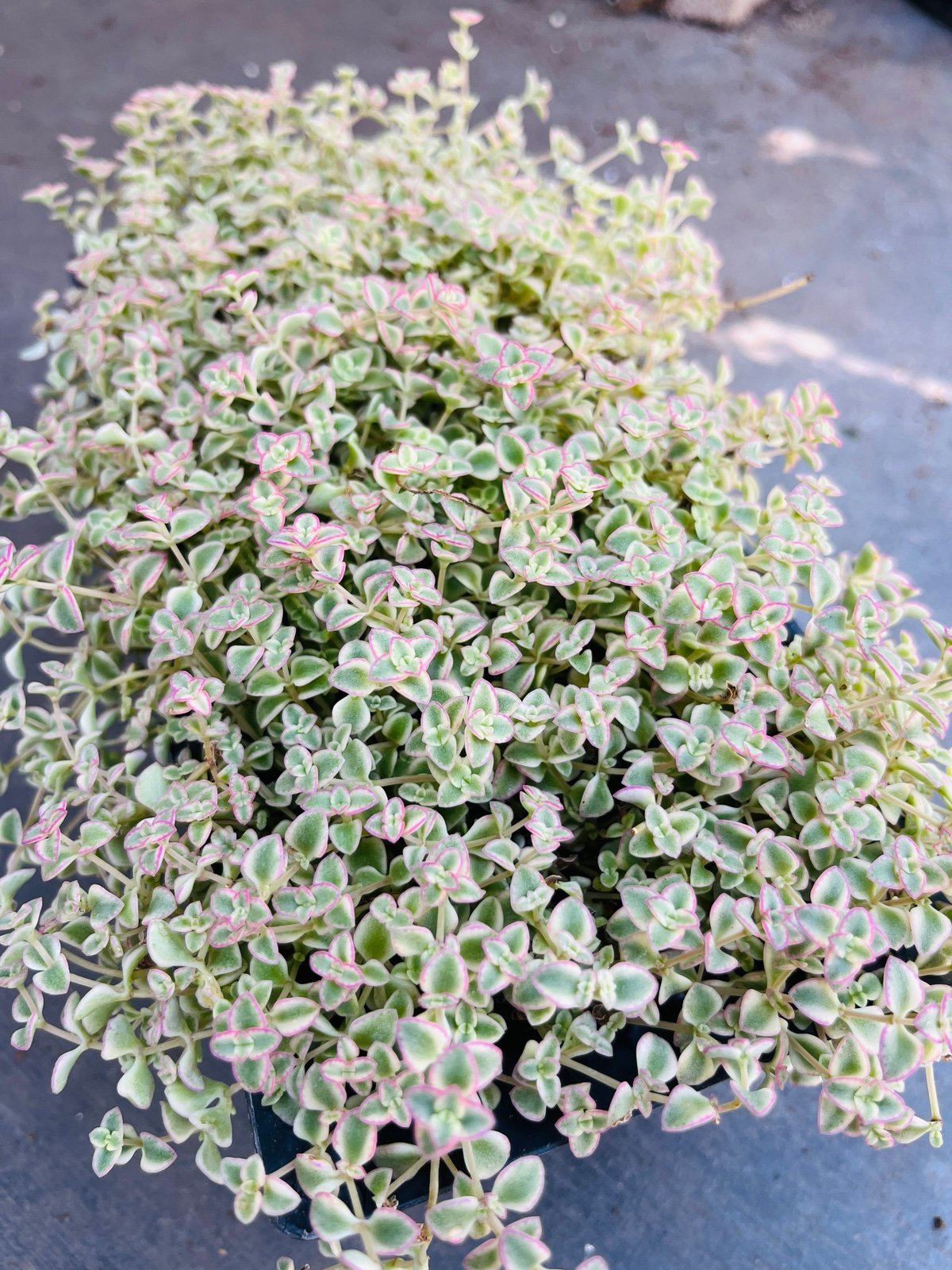 9” Sedum Little Missy Variegated, Succulents Plants Live, Succulent Plants Ful