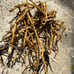 茗荷地下茎　Fresh Myoga plant’s rhizome