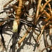 茗荷地下茎　Fresh Myoga plant’s rhizome