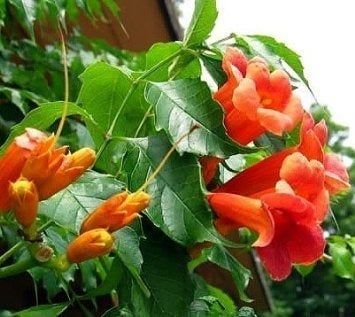 Trumpet Vine - Campsis radicans (Quart)