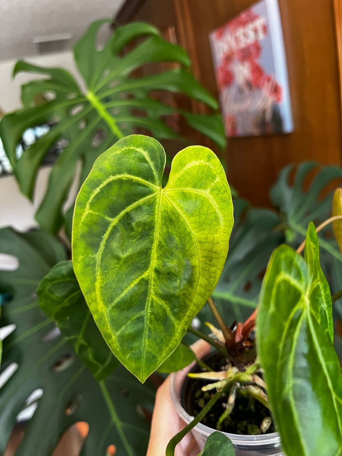 Variegated Anthurium bottom cut