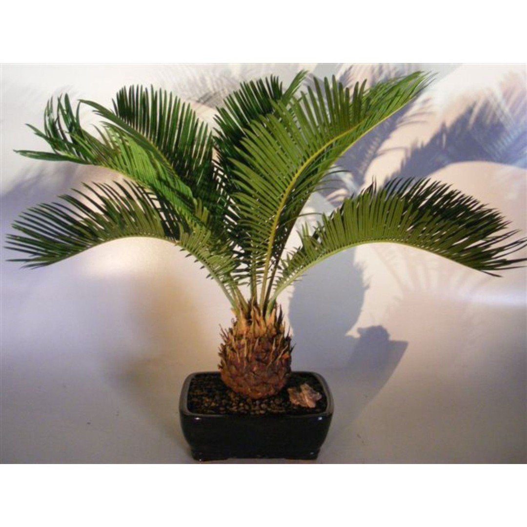 Sago Palm Bonsai Tree (cycas revoluta)