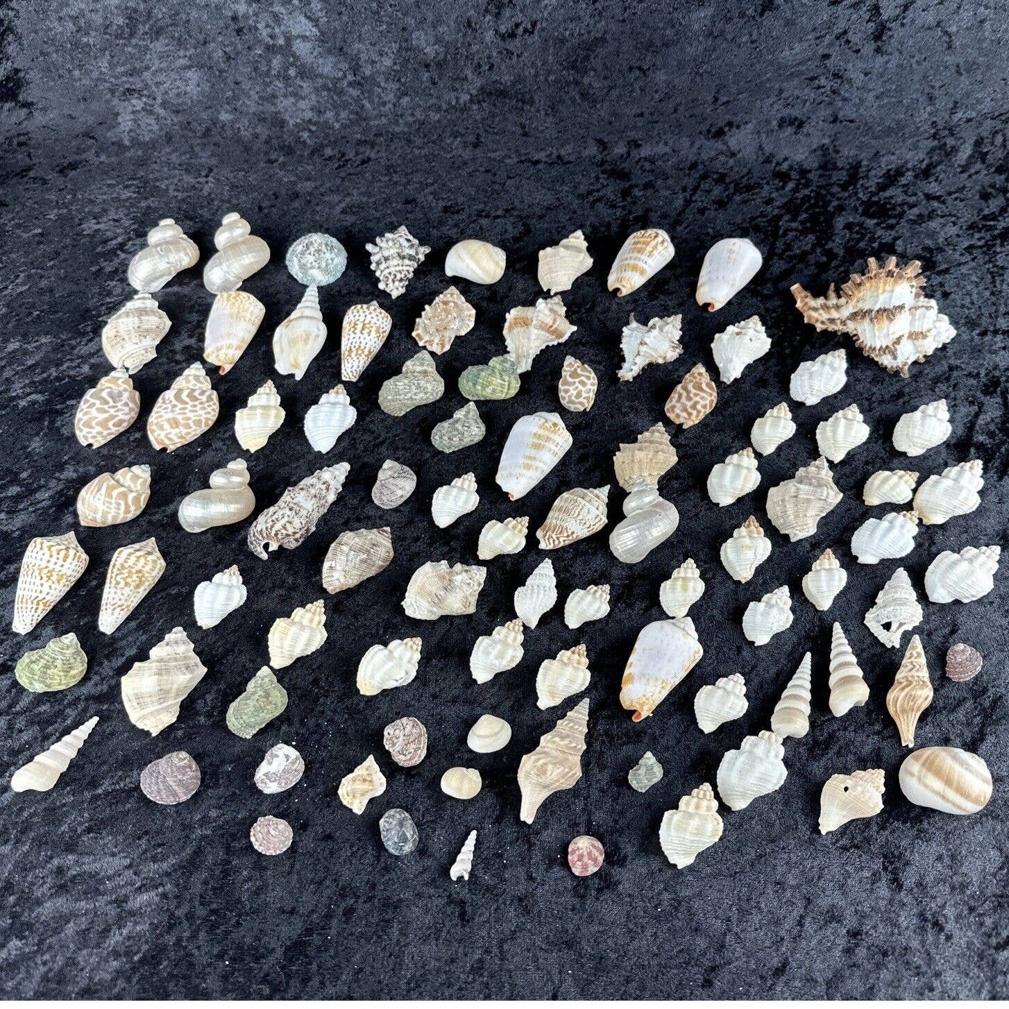 Seashell Bundle Collection of 88 Spined Murex Canarium Conch Babilonia