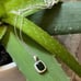 The Emerald Stunner Pendant Necklace in 925 silver