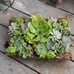 SUCCULENTS IN FIR BARK