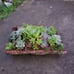 SUCCULENTS IN FIR BARK