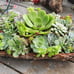 SUCCULENTS IN FIR BARK