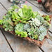 SUCCULENTS IN FIR BARK