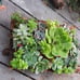 SUCCULENTS IN FIR BARK