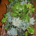 SUCCULENTS IN FIR BARK
