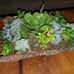 SUCCULENTS IN FIR BARK