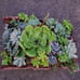 SUCCULENTS IN FIR BARK
