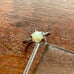 Vintage 10k White Gold 6.75mm Pearl Solitaire Ring Sz 7