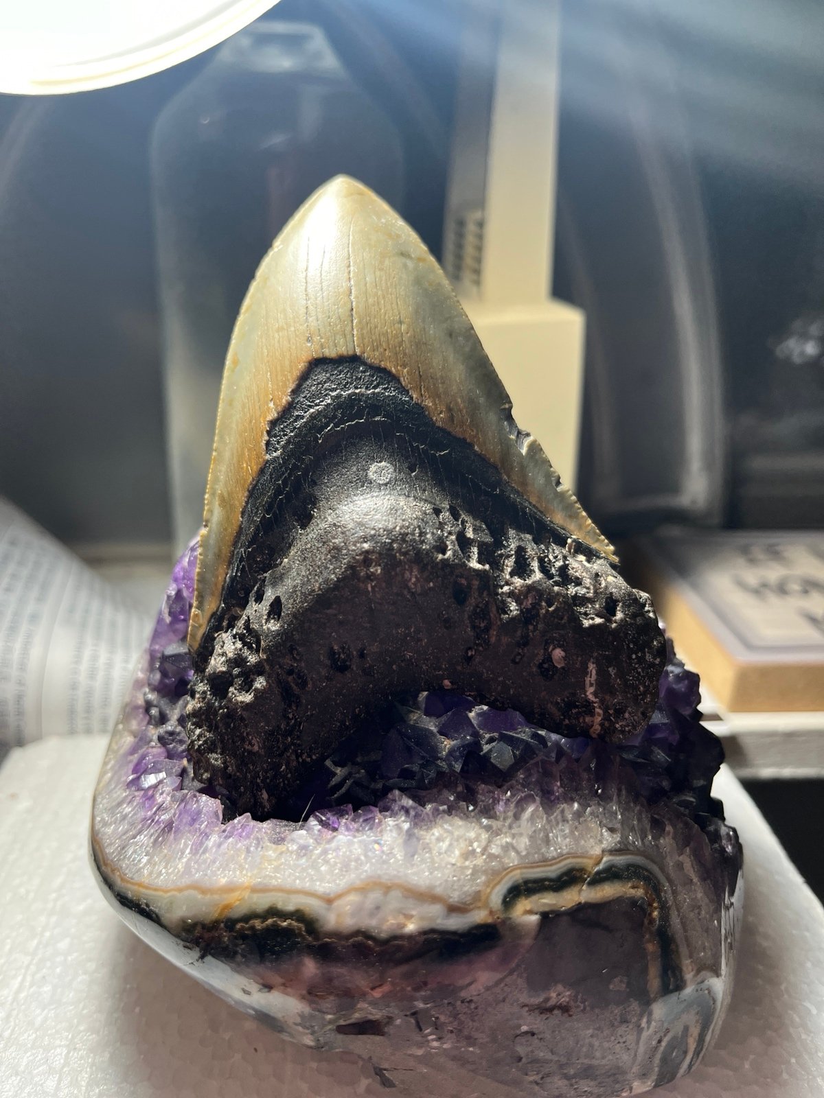 Megalodon Shark Tooth