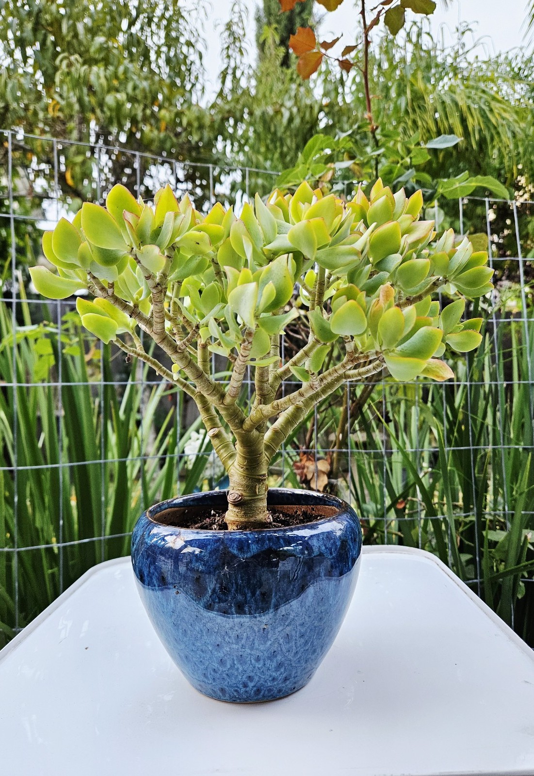 Ripple Jade Tree