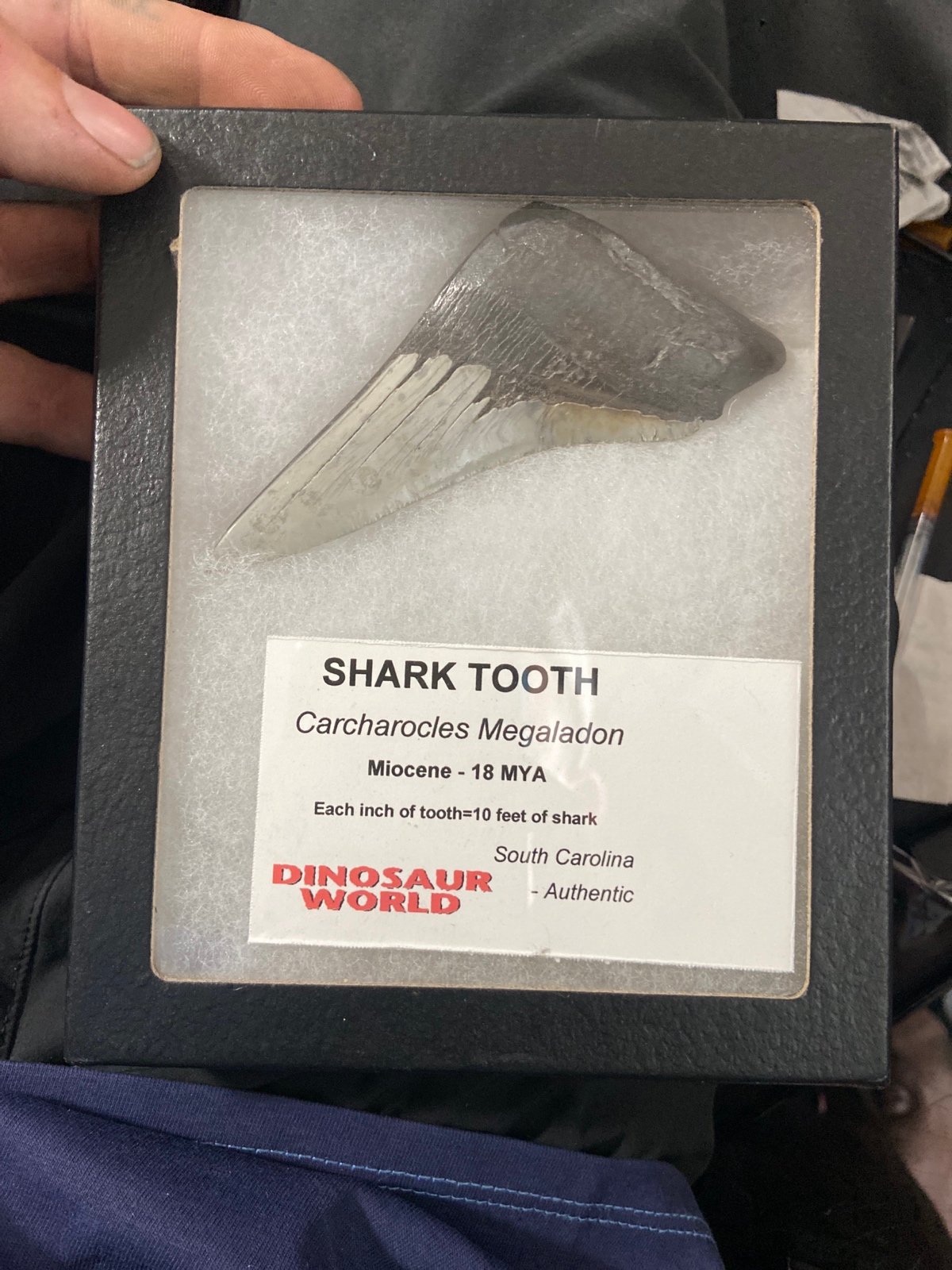 Megaladon fossils