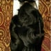 Black Full Head Clip in Extension