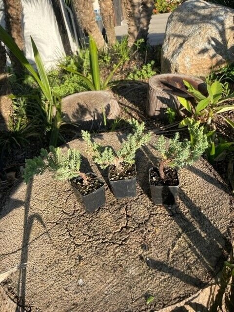 Juniper Bonsai Trees For Sale, Live Plant, Pack of 3